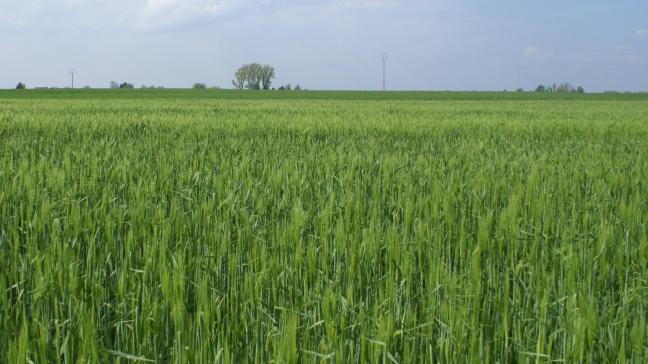 In de huidige richtlijnen is er geen subsidie wanneer het faunamengsel wordt ingezaaid na een winterteelt,  zoals wintergerst.