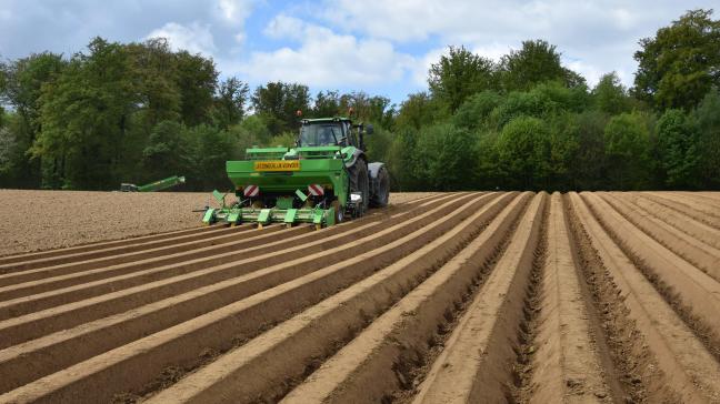 Het totale Vlaamse aardappelareaal zou dit jaar dalen met 19,67%.