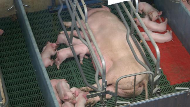 De top 3 qua omzet in de Vlaamse land- en tuinbouw bestaat uit varkens, melk en groenten.