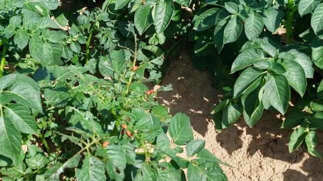 GreenLight Biosciences verkrijgt een noodtoelating voor een insecticide dat de coloradokever bestrijdt.