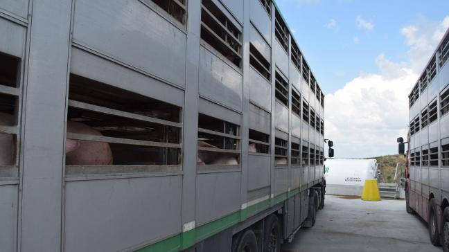 Minister Weyts breidt het verbod op verre dierentransporten in de zomer uit.