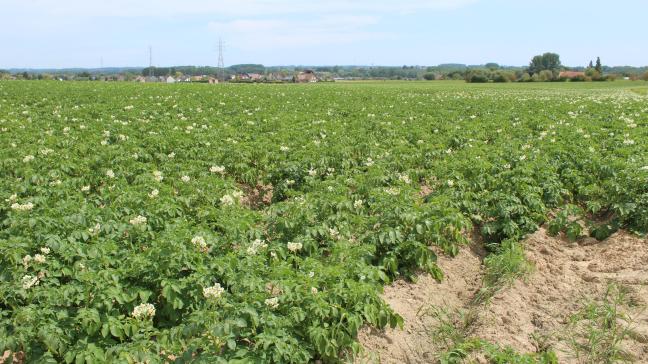 Het areaal aardappelen  nam vorig jaar toe met 7,2%.