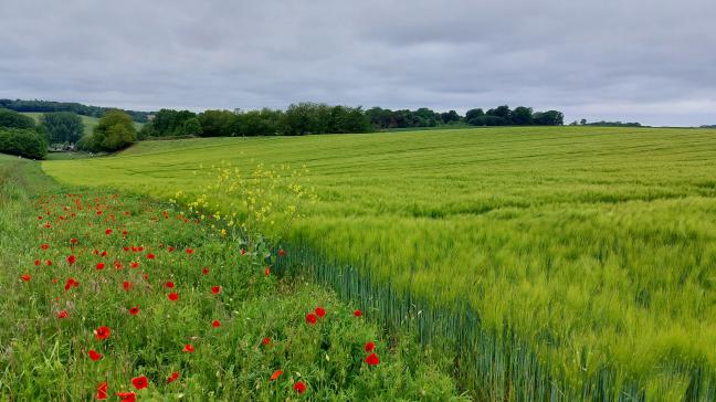 Minister Brouns wil  dat landbouwgrond in  de eerste orde aan  landbouwers wordt  aangeboden.