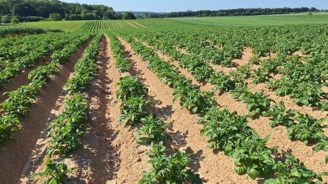 Aardappelperceel in Bertem, waar al een eerste bescherming tegen de plaag werd toegepast.