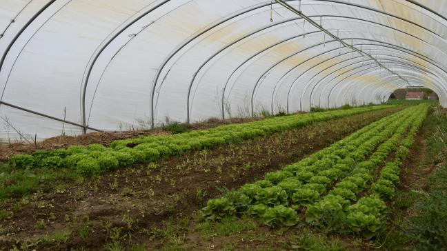 De biologische groenteteelt in Vlaanderen botst op verschillende barrières.