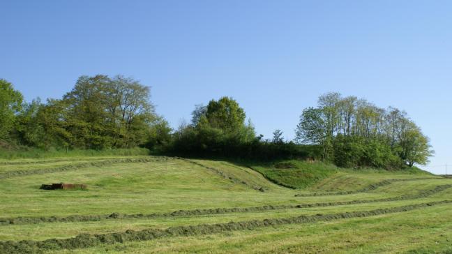Houtkanten, hagen, heggen, bomenrijen, poelen, knotbomen en andere kleine  landschapselementen hebben een belangrijke waarde in het landschap.