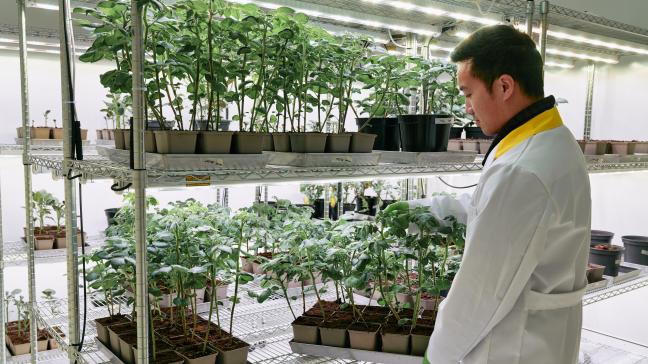In zijn plantenlaboratorium kweekt het Gentse agrobiotechnologiebedrijf Biotalys planten om zijn schimmel- en insectenbestrijders op te testen.