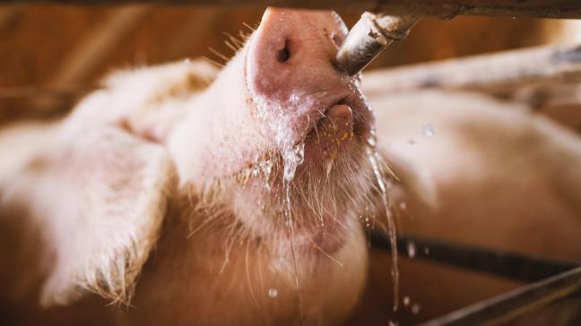 Wanneer varkens in een onnatuurlijke houding moeten drinken, leidt dit niet alleen tot ongemak, maar ook tot een lagere opname en meer waterverspilling.