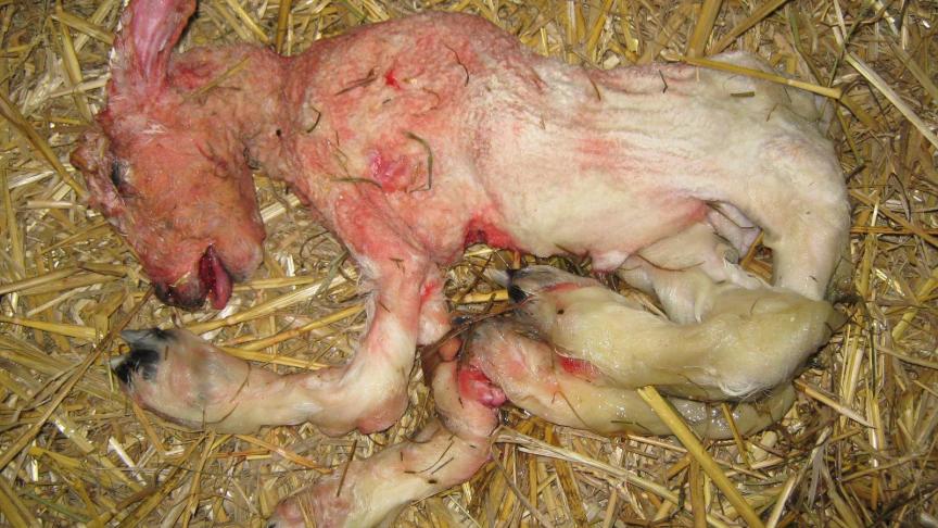Het abortus- protocol bracht het laatste half jaar ook verschillende besmettingen met het Schmallenbergvirus aan het licht.
