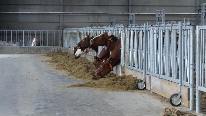 Het gebruik van sensortechnologie is al voor een stuk ingeburgerd in de melkveehouderij. Deze koeien dragen een activiteitsmeter om hun hals die de tochtigheid detecteert.