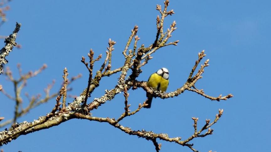 Zowel op het vlak van zon, regen als temperatuur was februari 2017 volstrekt normaal.
