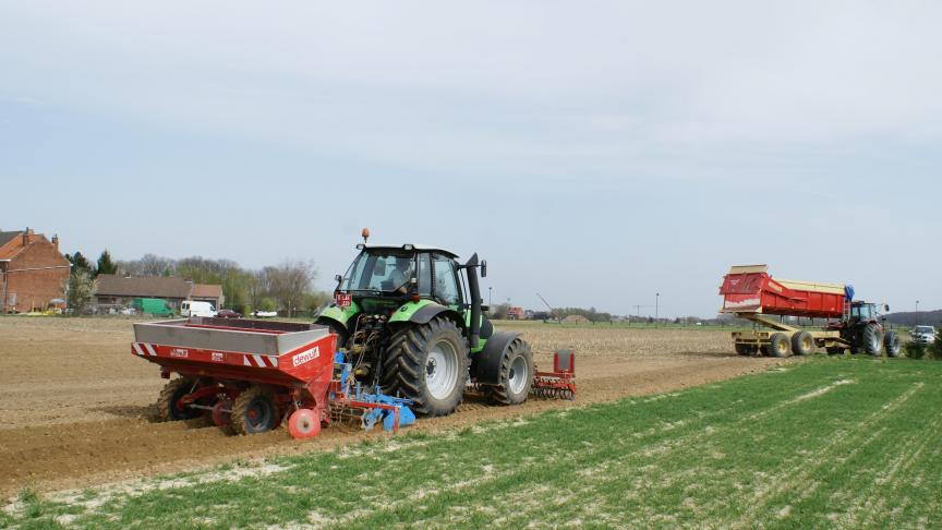 aardappelenplanten