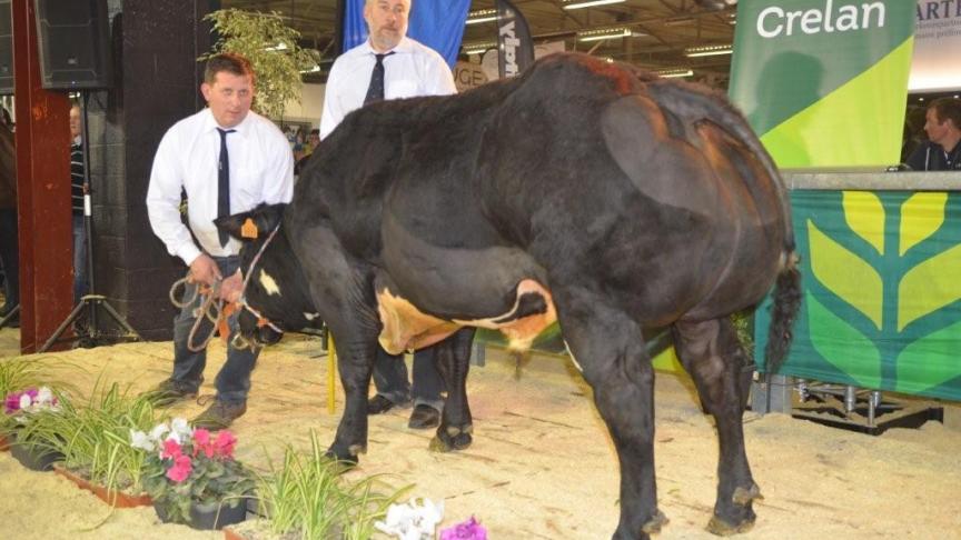Bijou vd Hoelmanshoeve (Fexhois x Argan), reekswinnaar bij de Witblauwe stieren geboren tussen 2 augustus 2015 en 1 november 2015. Eig.: De Cock M., Opbrakel.