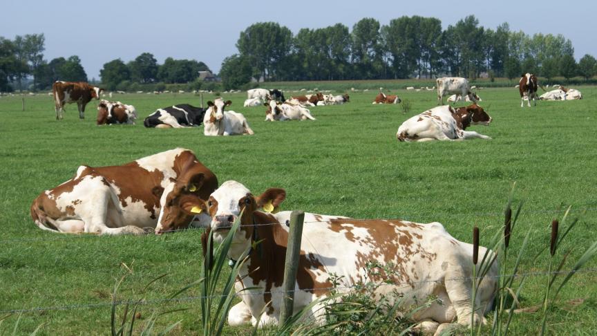 Weides in de buurt van bossen vormen een risico.