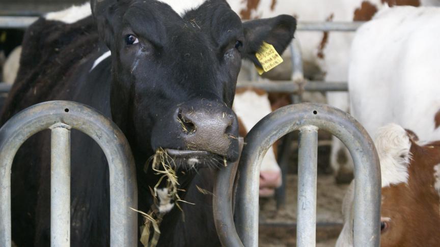 Boeren mogen in 2018 alleen melkvee houden als ze daarvoor voldoende fosfaatrechten hebben. Zij krijgen deze rechten toegekend op basis van het aantal gehouden koeien op 2 juli 2015.