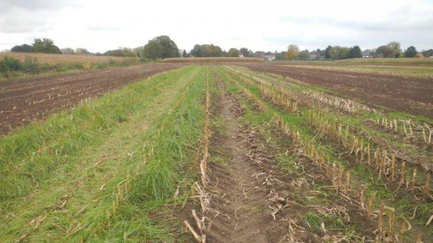 Figuur 6:  onderzaai  gras na  maïsoogst (links gelijktijdige zaai rietzwenkgras, rechts  onderzaai  Italiaans  raaigras.
