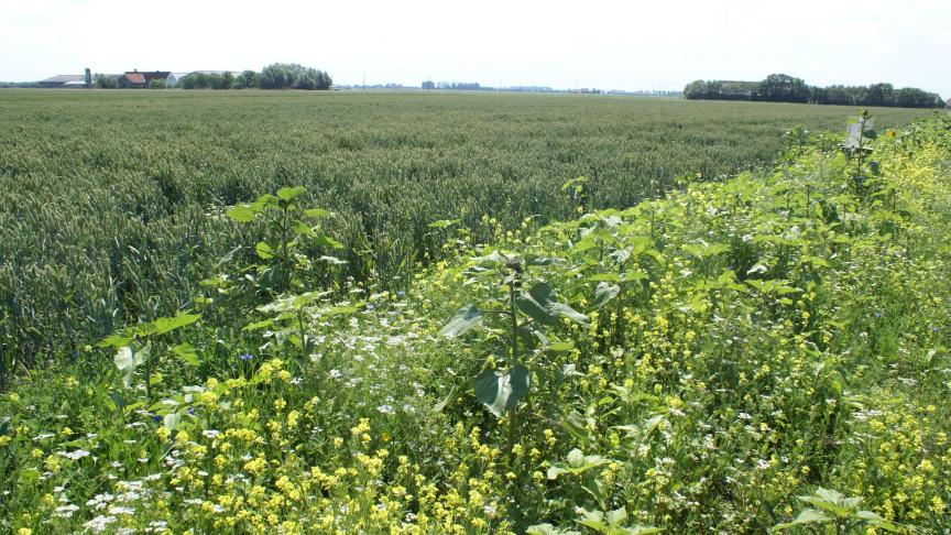 Werken met akkerranden biedt een duidelijke meerwaarde voor akkervogels zoals patrijs,  groenling, veldleeuwerik, kneu,  geelgors,…