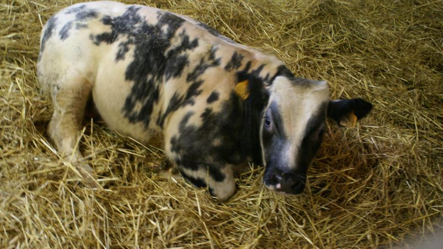 Om de gezonde dieren te beschermen en de verspreiding van infecties zoveel mogelijk te beperken, zet u de zieke dieren apart in een ziekenboeg.