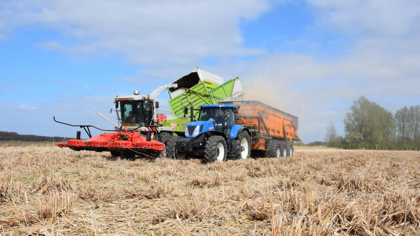 Miscanthus wordt doorgaans eind maart - begin april geoogst.