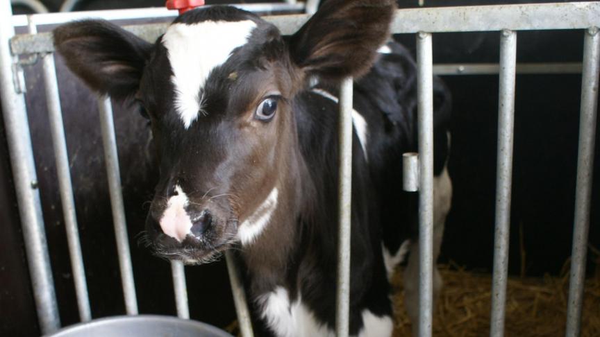 Vooral in ruimtes waar jonge en dus gevoelige dieren staan – zoals  kalverhutjes en de jongveeafdeling – is reinigen en ontsmetten van groot belang.