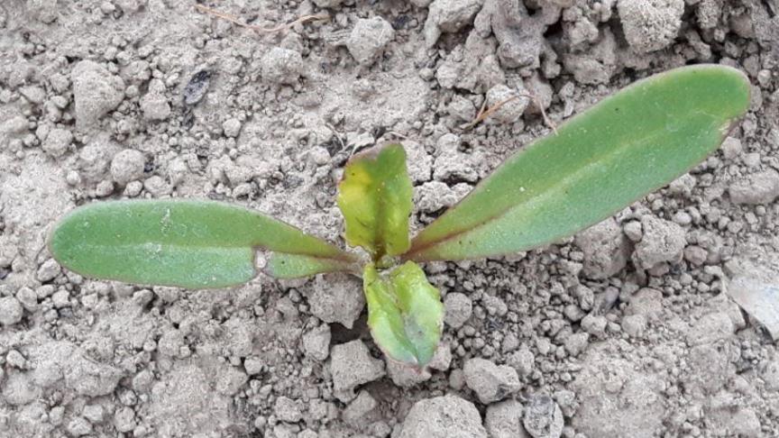 Zowel bieten als cichorei ontwikkelen zich traag door de droogte en koude.