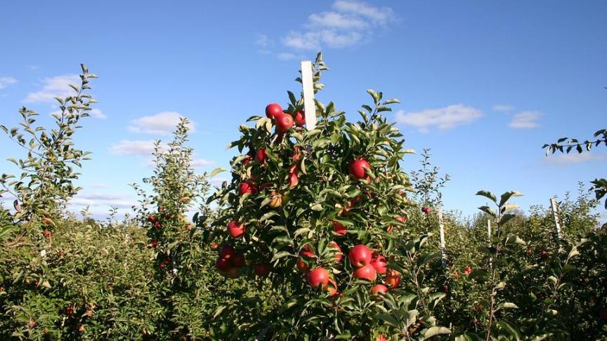 apple-75112_960_720