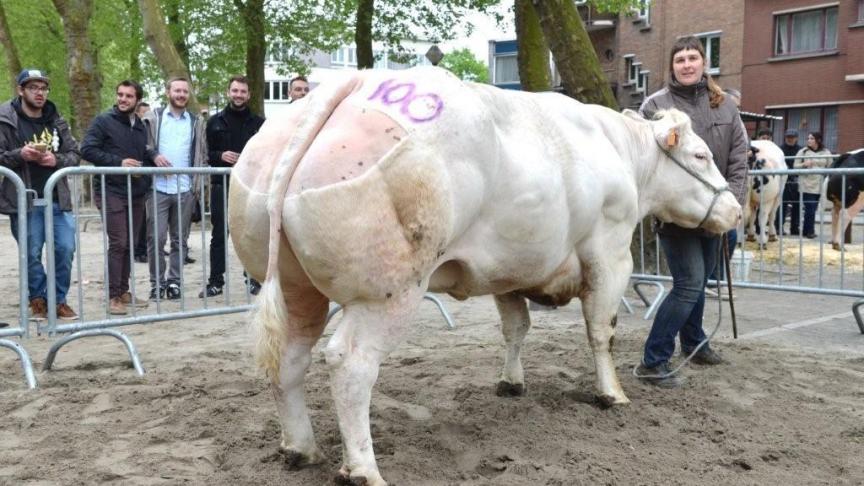 Gwenny, eerste prijs bij de koeien reeks C. Eig.: Andries LV, Humbeek.