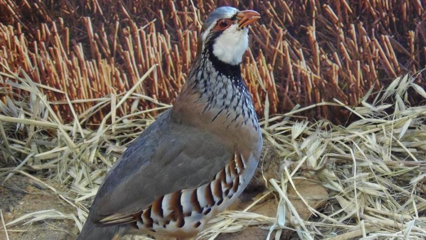 partridge-2018581_960_720