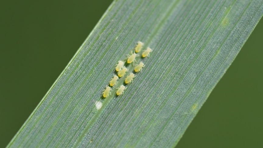 Nakomelingen van bladluizen kunnen erg klein zijn. Op deze foto zijn de nimfen van de roosgrasluis nog slechts 1-2 mm groot.