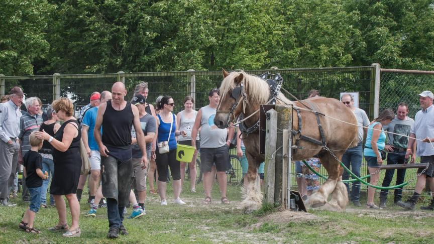 Veel belangstelling voor het Belgisch Trekpaard op de Open Stoeterijendag te Londerzeel.