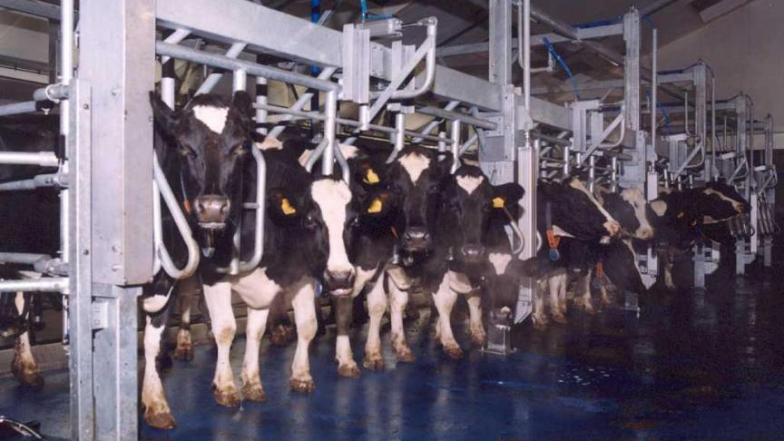 Voor de afschaffing van de quota in 2015 dacht men dat de melkproductie zonder probleem kon stijgen.