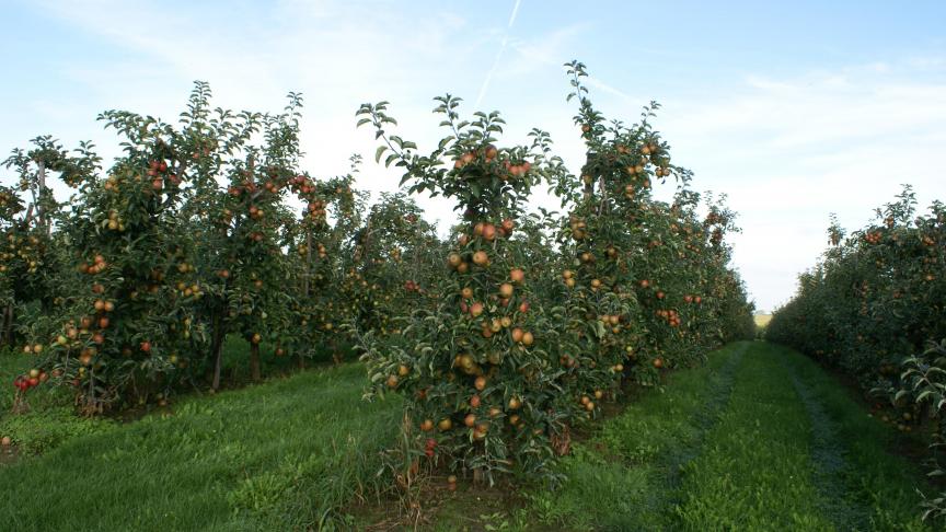 Een tool van pcfruit meet de impact van gewasbeschermingsmiddelen op relevante nuttigen in de boomgaard.