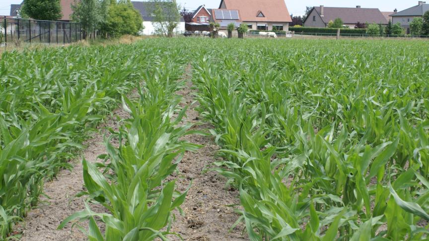 Bladluizen vormen momenteel niet echt het probleem in de maïs, het is eerder de aanhoudende droogte die problematisch wordt.