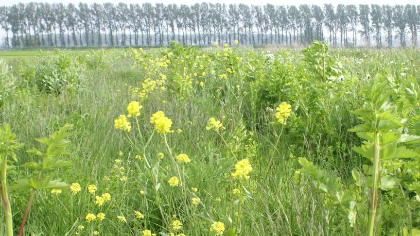 Voor de extra inspanningen voor het milieu, de natuur en de biodiversiteit in Vlaanderen en ontvangt de landbouwer een jaarlijkse vergoeding.