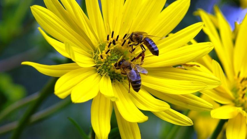 bees-2471751_960_720