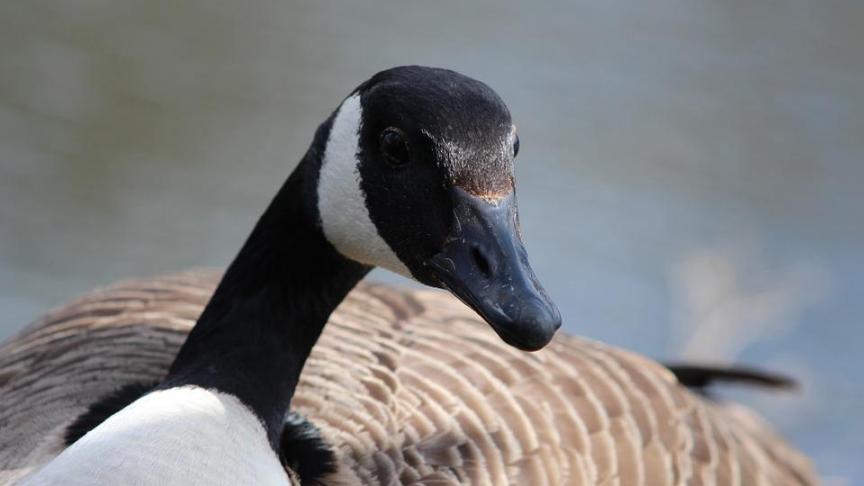 canada-goose-1563147_960_720