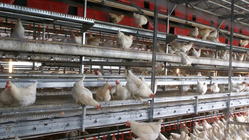 De fipronil-affaire heeft de pluimveehouderij veel geld gekost.