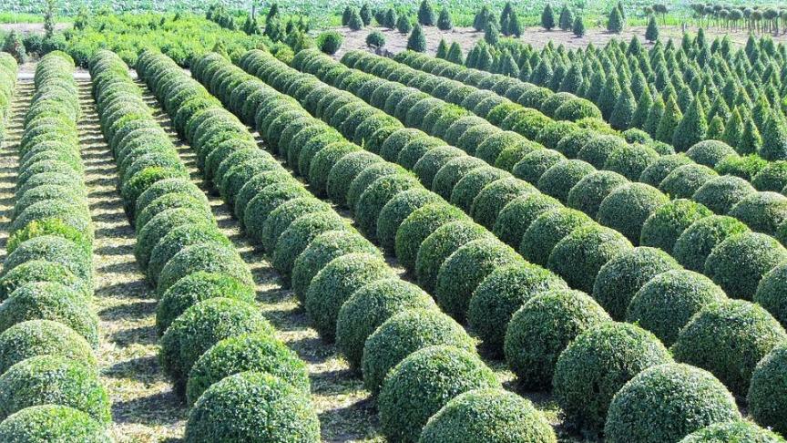 buxus-1609747_960_720