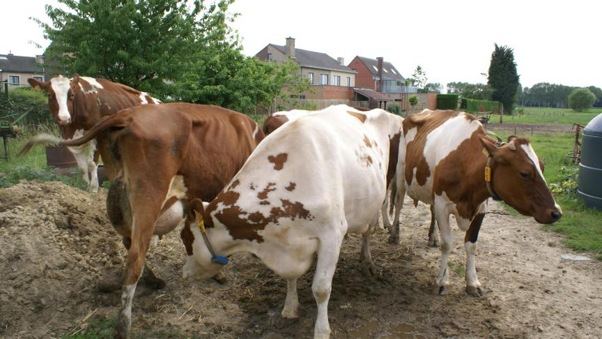 De melkproductie is in Vlaanderen sterk gegroeid.