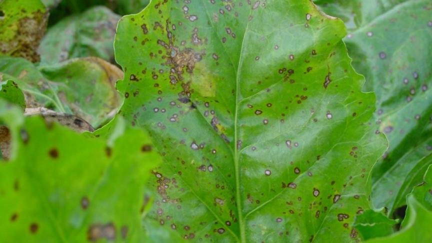De druk van Cercospora en roest is erg groot geworden in suikerbietvelden.