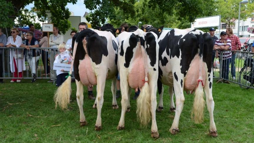 Beste lot zwartbontras. Eig.: Verhelst G., Melsele.