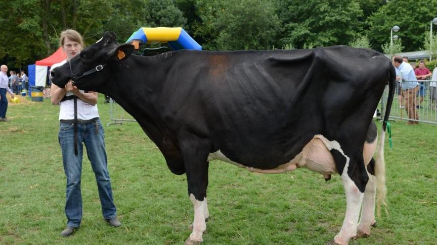 Edelheid vd Kouterhoeve, CRV-rendementsprijs met 5.478 kg V + E. Eig.: Rossaert M., Melsele.