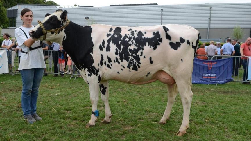 Juf vd Korenheide, kampioen gekalfde vaarzen zwartbont. Eig.: Vercautern-Dhollander, Melsele.