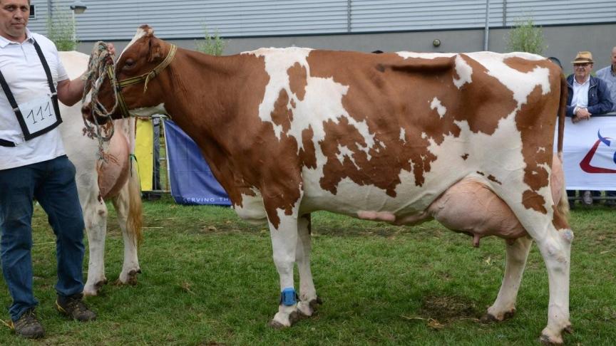 Elenora vd Korenheie, Kampioen oudere koeien roodbont. Eig.:  Vercauteren-Dhollander Lv, Melsele.