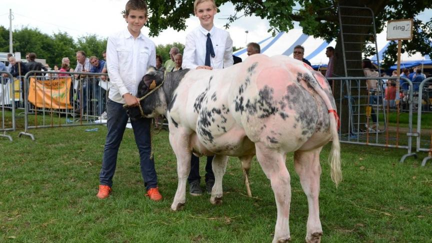 Lordy van Klaveren Aas, kampioen stieren witblauwras.  Eig.: Van Osselaer Lv, Melsele.