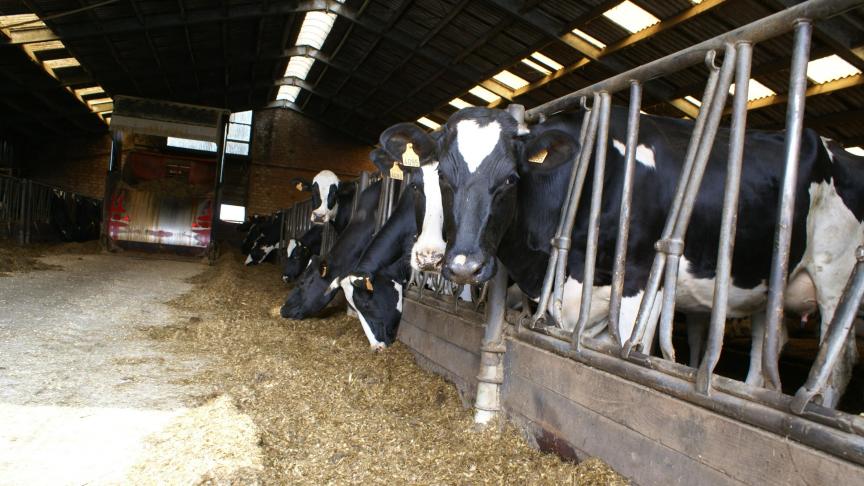 Bij een melkkoe die gemiddeld 700 kg weegt en 45 liter melk geeft, streven we naar een droge stofopname van 25 kg per dag.