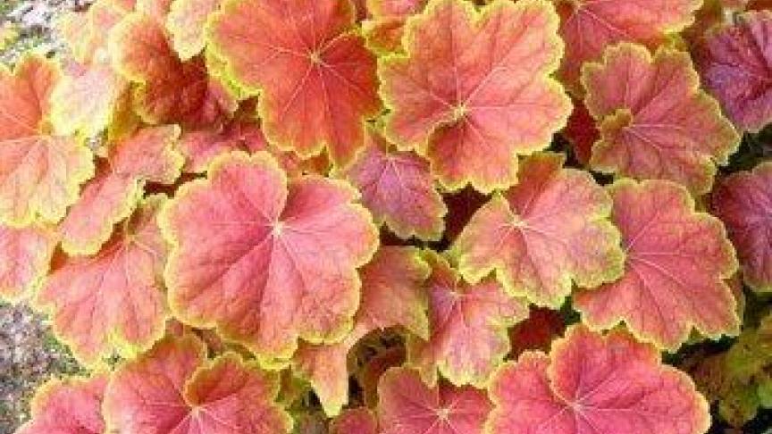 Heuchera Tiramisu