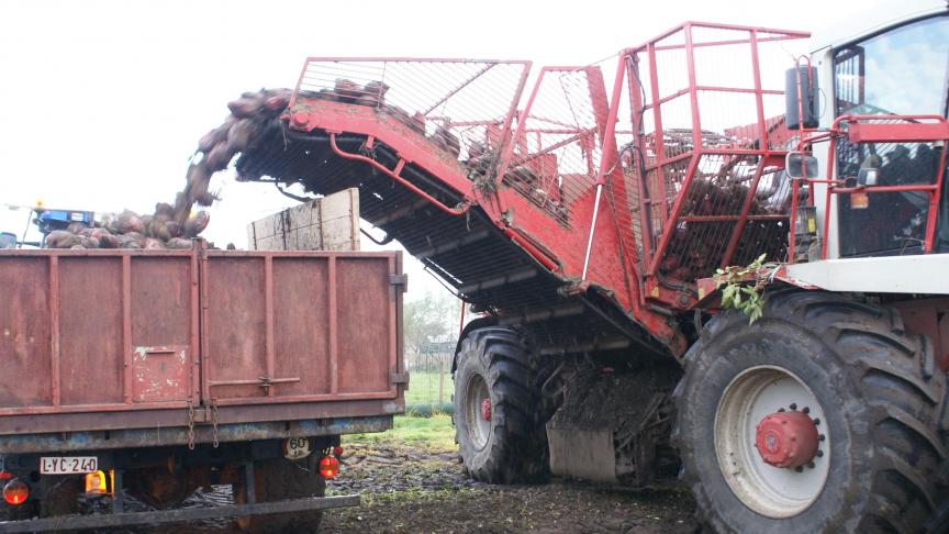 Een info- en demonamiddag rond het gebruik van voederbieten vindt plaats op 18 oktober.