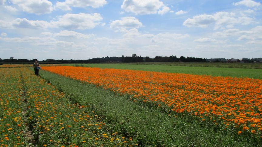 “De teelt is aangepast aan ons klimaat”, licht Mieke Vandermersch van proefcentrum Herent toe.