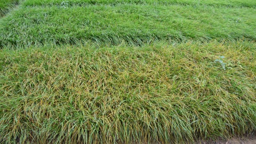 Om één nieuw ras gras te bekomen moeten er 10.000 aparte planten worden opgegroeid.